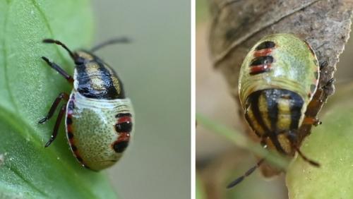 Réf. 344 115 : Piezodorus lituratus